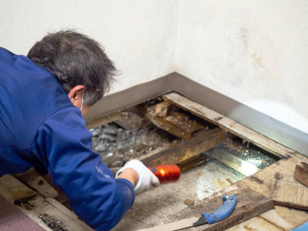 Best Kitchen Mold Remediation in Myrtle Point, OR