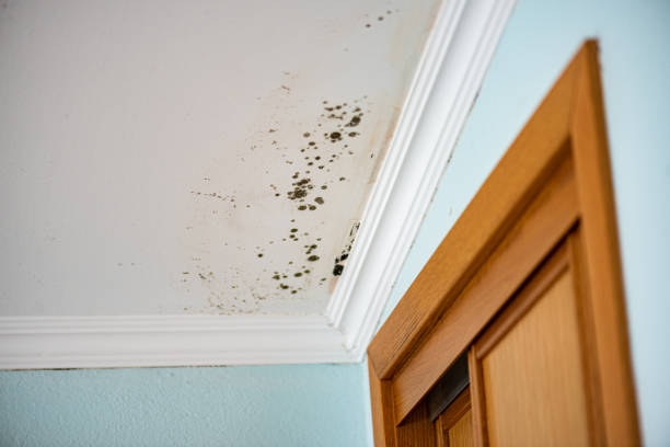 Best Mold Remediation for Specific Building Types in Myrtle Point, OR