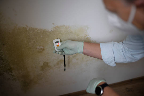 Best HVAC Mold Remediation in Myrtle Point, OR
