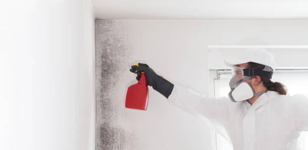 Best Insurance-Related Mold Remediation in Myrtle Point, OR