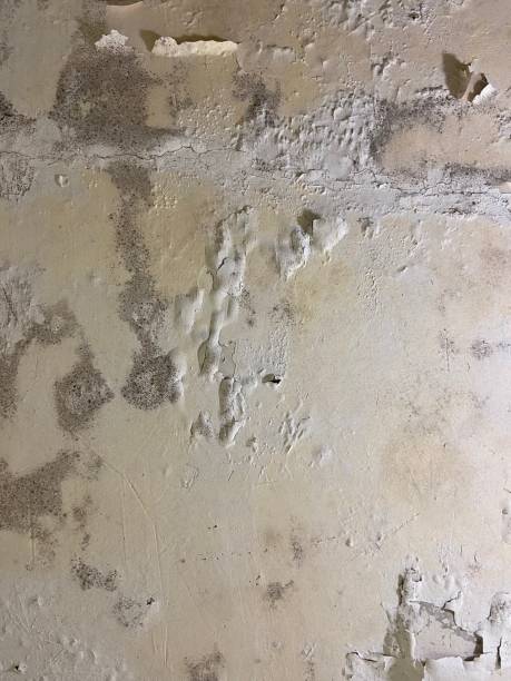 Best Mold Remediation for Schools in Myrtle Point, OR