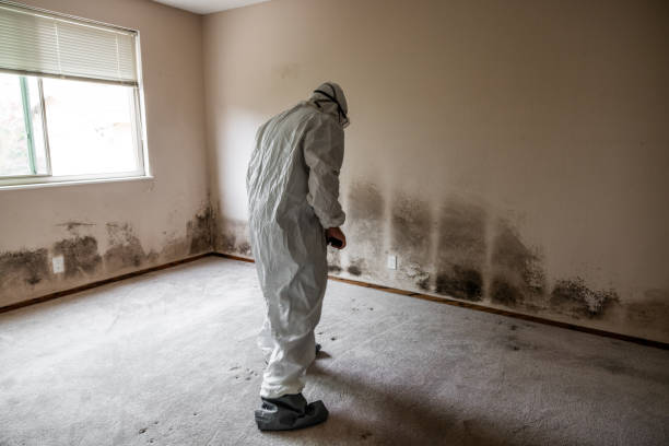 Best Mold Testing and Inspection Services in Myrtle Point, OR