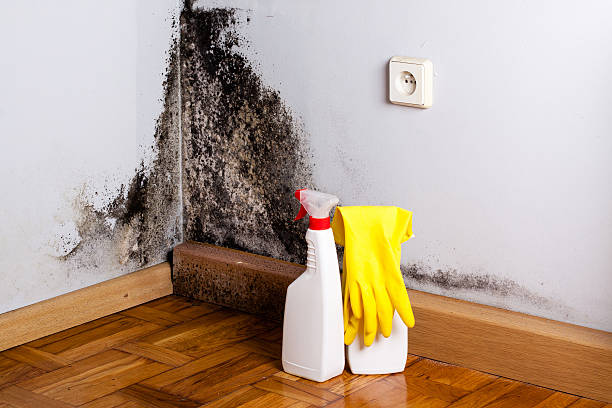 Best Commercial Mold Remediation in Myrtle Point, OR