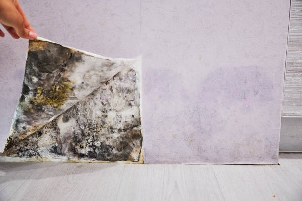 Best Bathroom Mold Remediation in Myrtle Point, OR